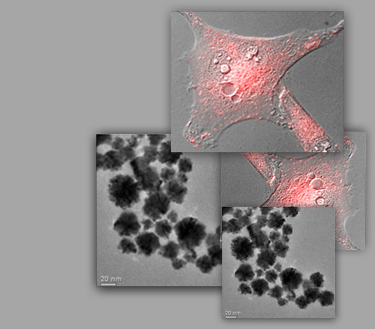 Transmission electron micrograph of nanoparticle aggregates beside a confocal overlay showing the same particles taken up inside a cell.